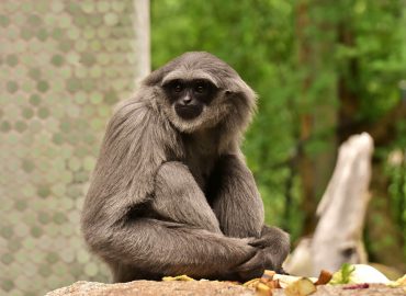 African Primate Studies