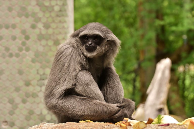 African Primate Studies