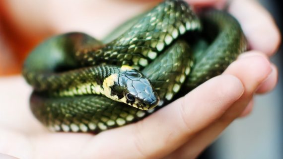 venomous snake in hand