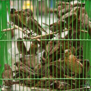 sparrows-in-a-cage