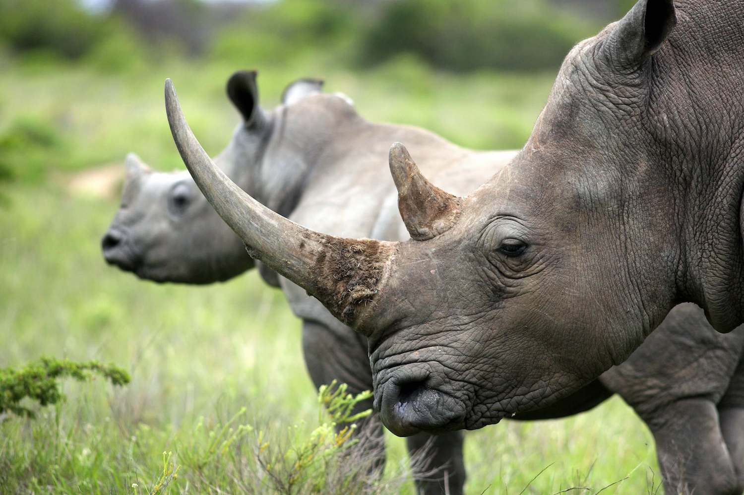 Rhinoceros in jungle