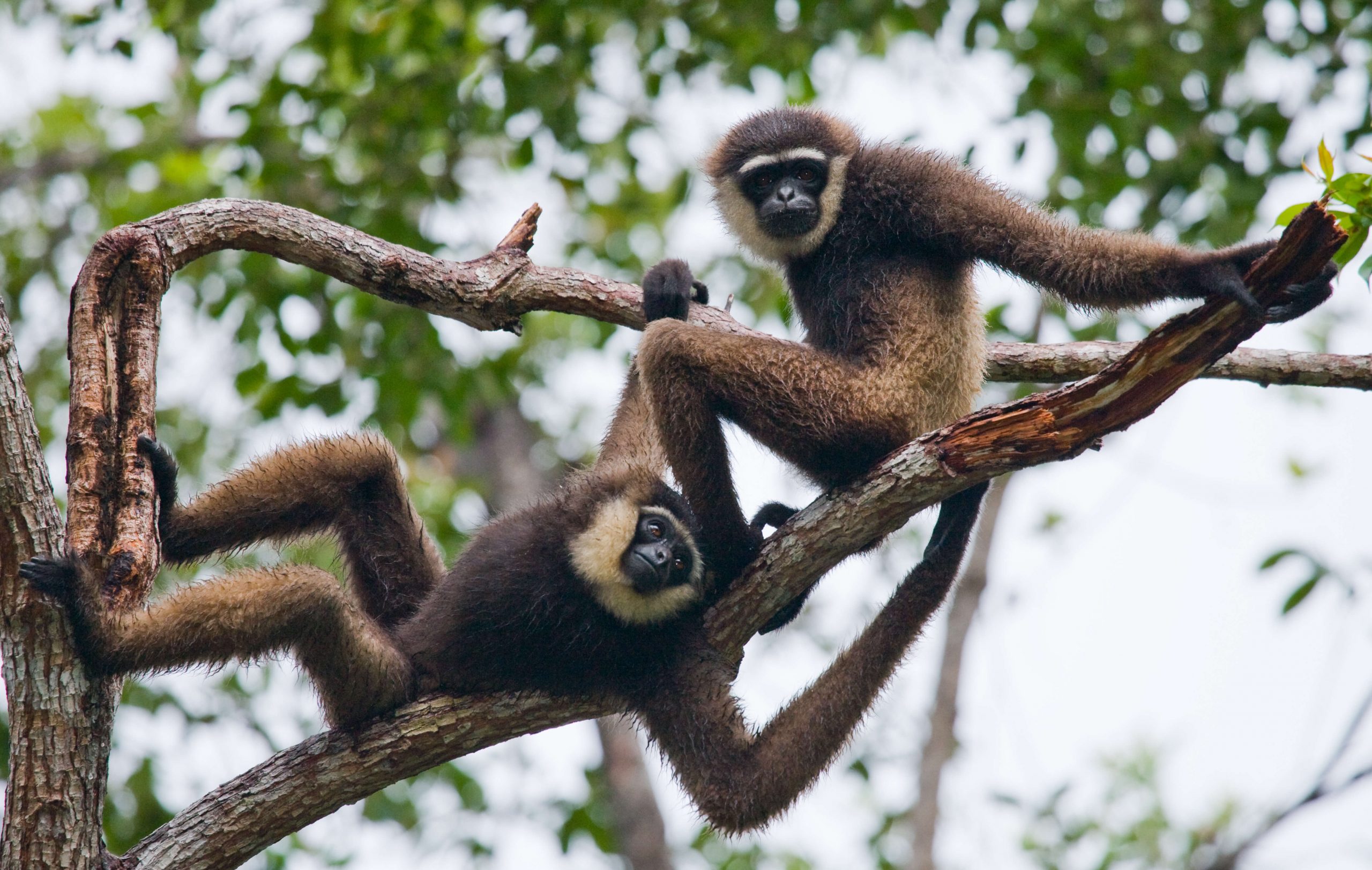Borneo monkeys sit in tree