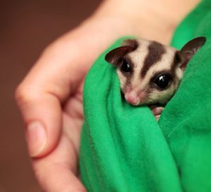 sugar-glider