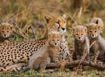 leapard family in jungle