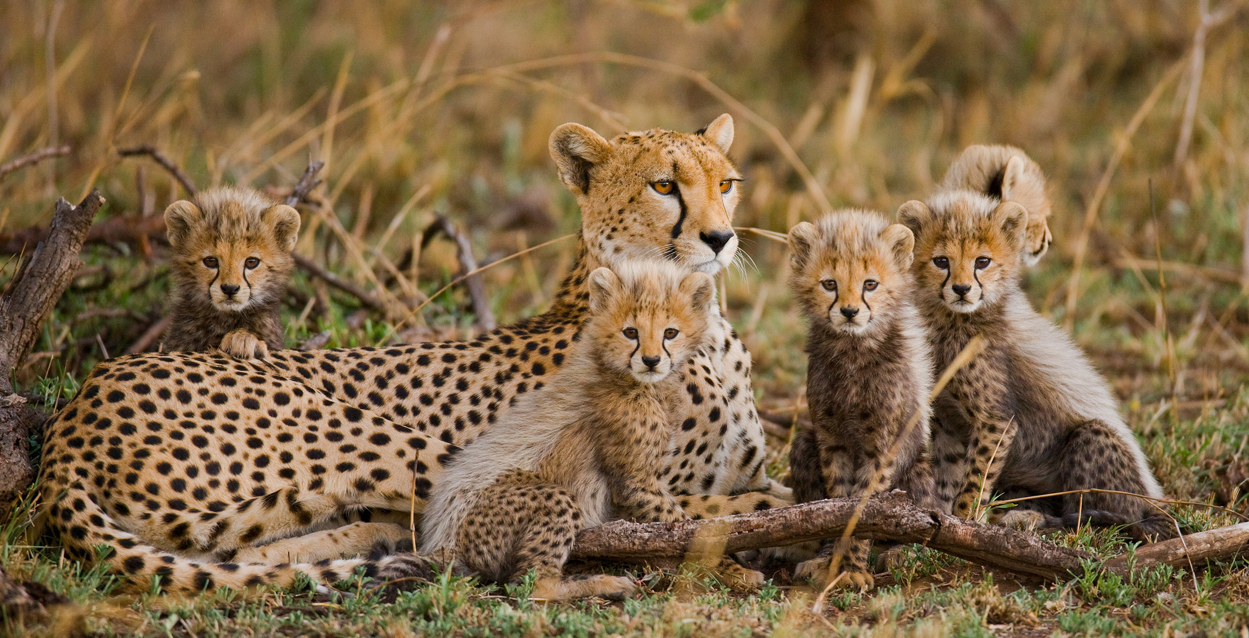 leapard family in jungle
