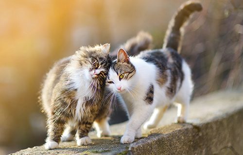 cats rubbing against each other