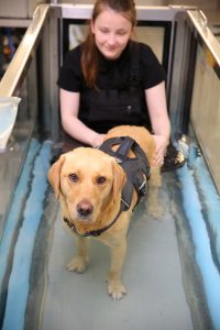 treadmill-maisie-massage