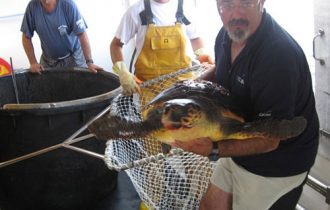 turtle in cage