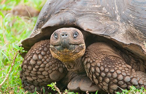 turtle in grass