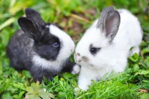 two-bunny-in -garden-samll-course