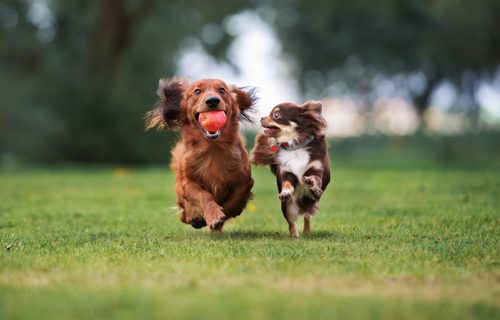 two puppy play in garden