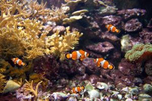 under-warter-fishjpg