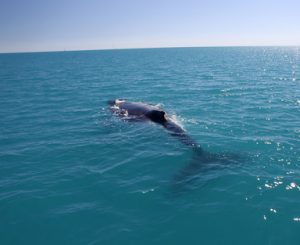 whales-in-north-carolina