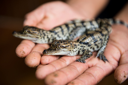 alligator in hand