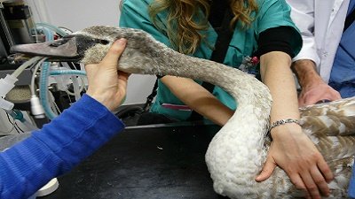 wildlife-biologist