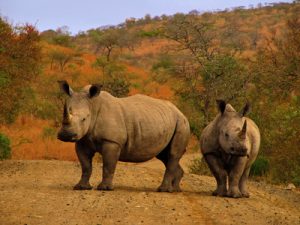 wildlife-black-rhinoceros