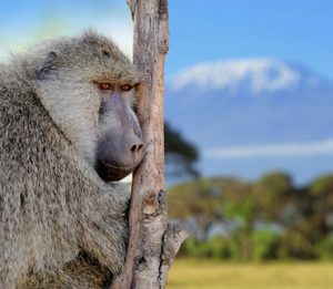 wildlife-grassland-img