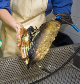 wildlife-rescue-first-aid