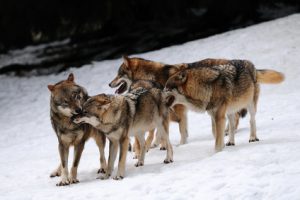 wolf-care-behaviour-one