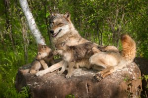 wolf-care-behaviour-two-img