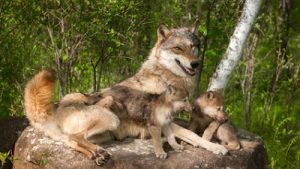 wolfcare