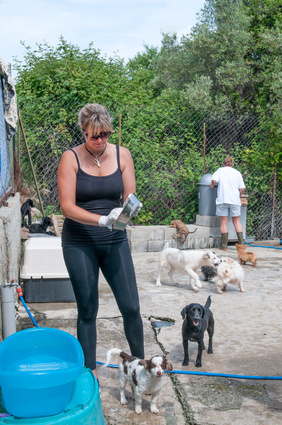 women clean our dogs