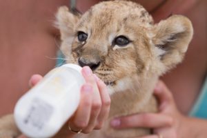 working-with-animals-jobs
