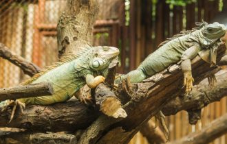 2 Reptiles Laying on Stick