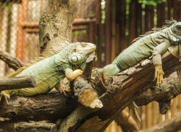Reptile Welfare Certificate