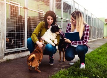 Animal Rehoming Diploma