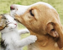 dog and cat loving together