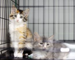 two cats in cage