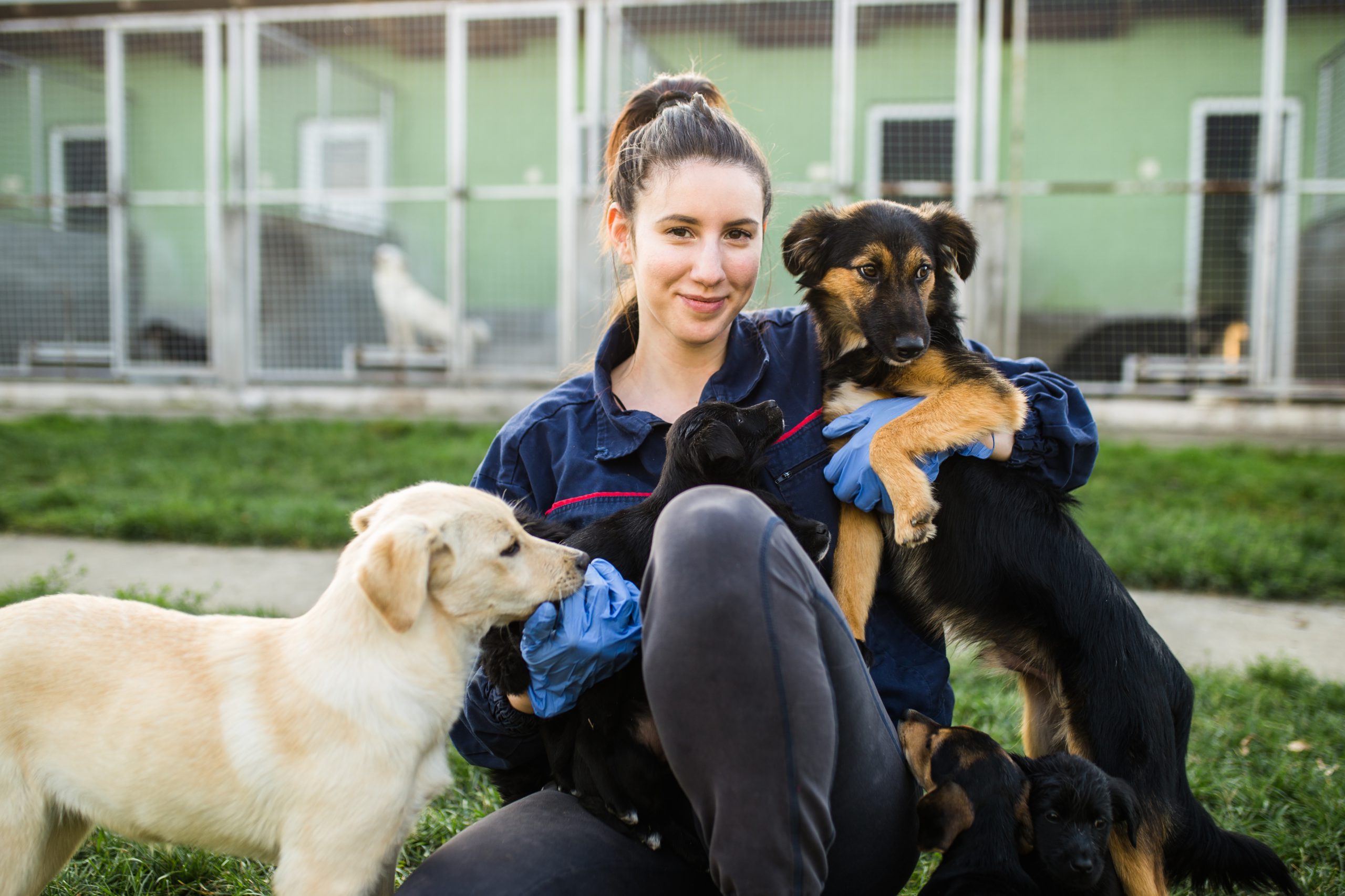 Kennel Cattery Magement Level 3 Diploma Animal Careers