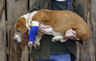 Canine with hurt Leg