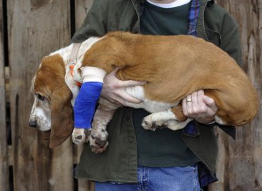 Canine First Aid Online Webinar