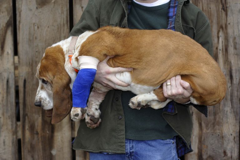 Canine First Aid Online Webinar