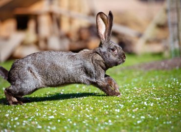 Rabbit Welfare Certificate