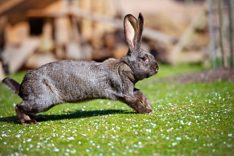 Rabbit Welfare Certificate