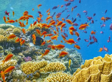 Ichthyology Diploma Level 3