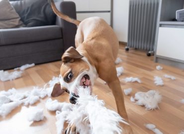 Solving Canine Behaviour Problems