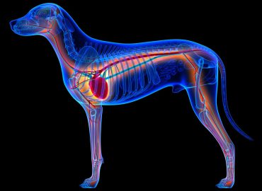 Canine Anatomy and Physiology Certificate