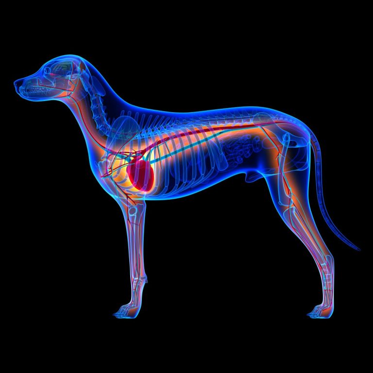 Canine Anatomy and Physiology Certificate