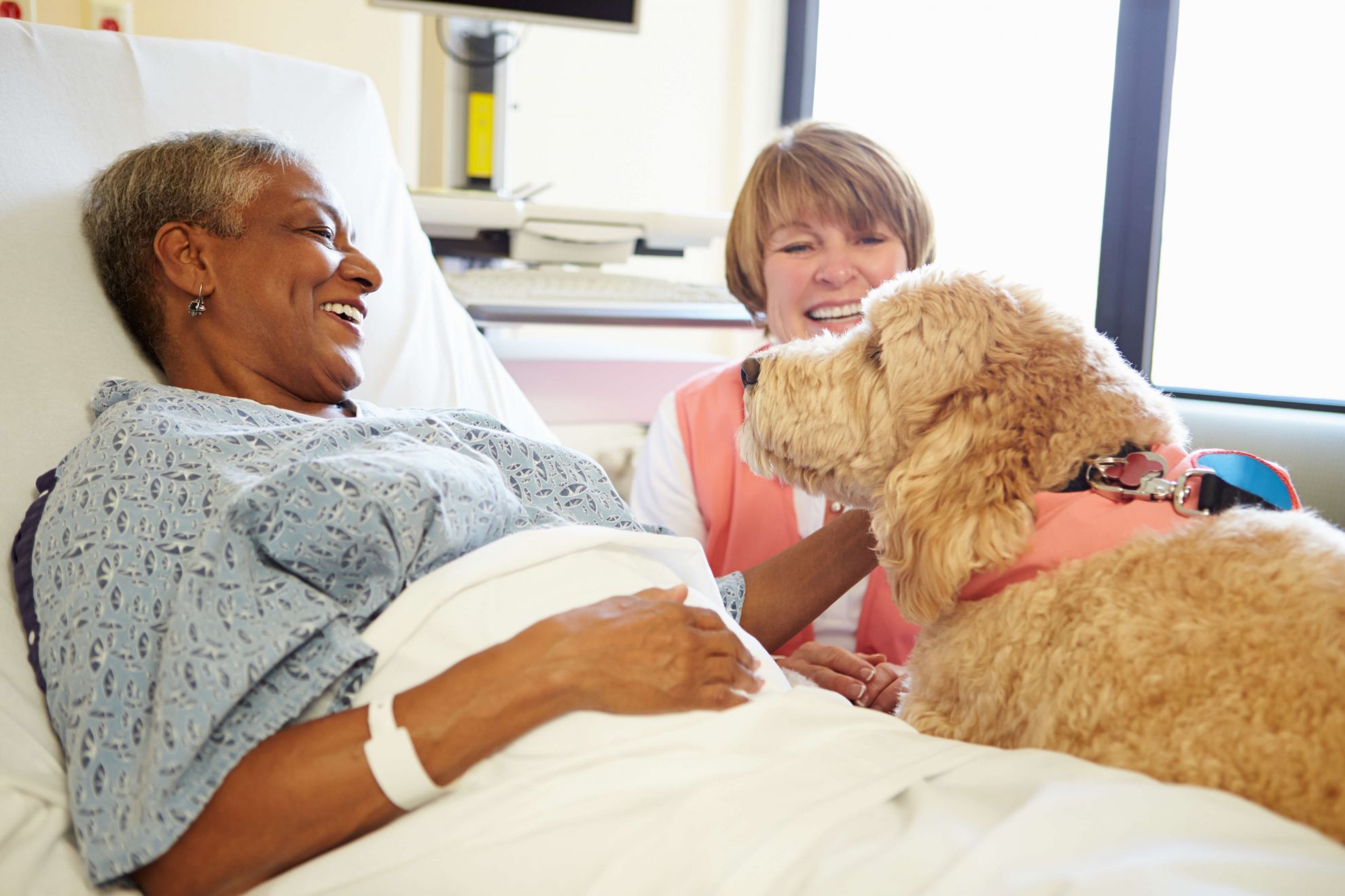 Animal Assisted Intervention | Level 3 Diploma |Careers Animal Assisted Intervention | Level 3 Diploma |Careers
