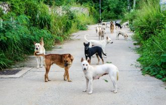 Group of Dogs