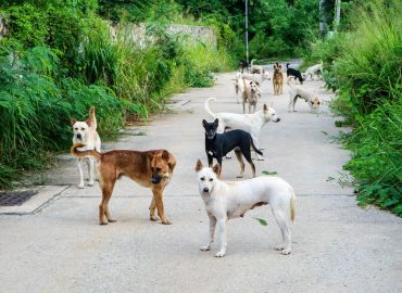 Principles of Stray and Feral Management Certificate