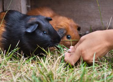 Guinea Pig Studies Certificate