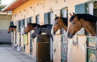 horses in farm