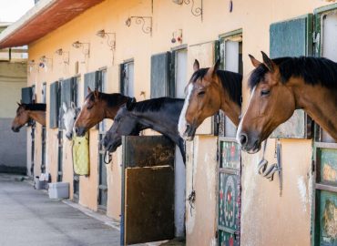 Equine Ethics and Care Certificate