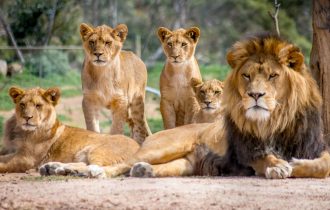 Lion Pride scaled