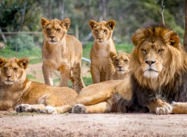 African Wildlife and Conservation Studies Diploma